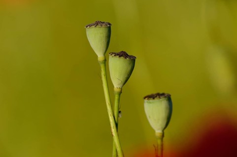 Close-up of seed capsules from a Corn poppy (Papaver rhoeas) in summer
