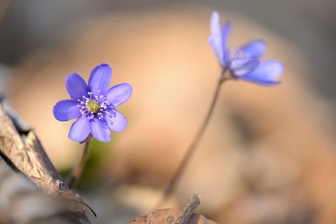 Close-up of a Common Hepatica (Anemone hepatica) blossoms in a forest on a sunny evening in spring