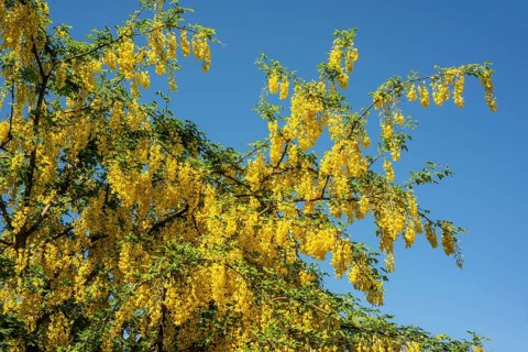 Golden chain (Laburnum) or Golden rain in Ystad, Scania, Sweden, Scandinavia, Europe