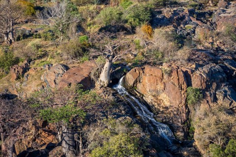 Kunene River, waterfall and African Baobab (Adansonia digitata), in the evening light, Epupa Falls,