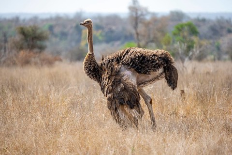 Common ostrich (Struthio camelus), adult female, in dry grass, Kruger National Park, South Africa,