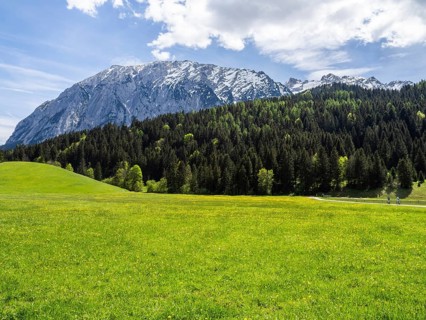 Meadow at the edge of the forest, behind the Grimming, Salzkammergut cycle path, near Bad
