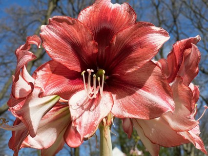 Red amaryllis blossom in close-up in front of a clear blue sky, many colourful, blooming tulips in