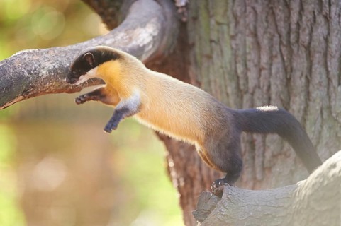 Close-up of a yellow-throated marten (Martes flavigula) in autumn