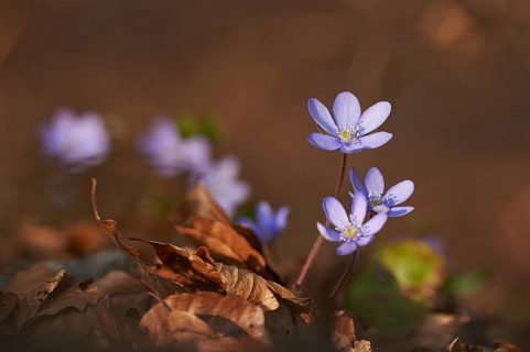 Common hepatica (Anemone hepatica) Blossoms in a forest, Bavaria, Germany, Europe