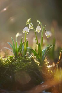 Close-up of spring snowflake (Leucojum vernum) blooming in spring, Bavaria, Germany, Europe
