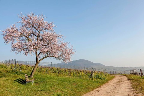 Blossoming almond tree, almond tree blossom, Birkweiler, German or Southern Wine Route, Southern