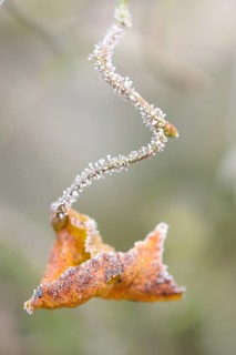 Close-up of a common hazel (Corylus avellana) leaf in winter
