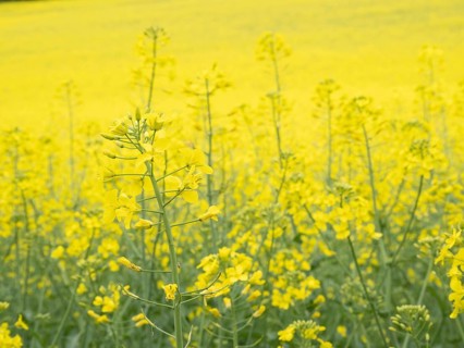 Rape in bloom in a rape field, near Riegersburg, Styria, Austria, Europe