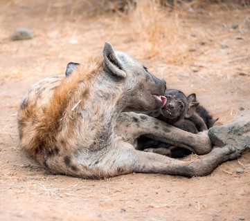 Spotted hyenas (Crocuta crocuta), adult female licking young, lying down, suckling her young,