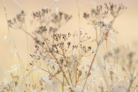 Umbelliferae, umbellifer (Apiaceae) with fruit clusters, North Rhine-Westphalia, Germany, Europe