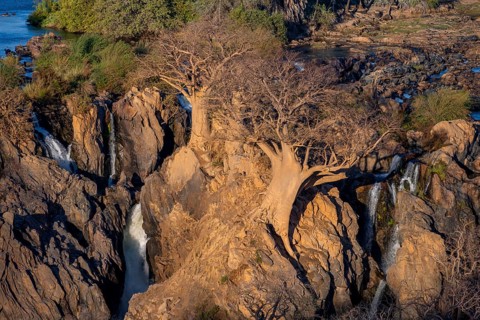 Kunene River, waterfall and African Baobab (Adansonia digitata), in the evening light, Epupa Falls,
