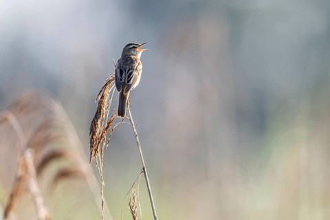 Sedge warbler (Acrocephalus schoenobaenus), Lower Saxony, Germany, Europe