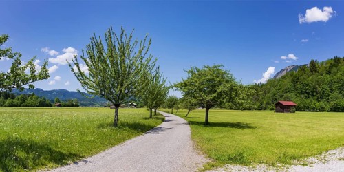 Spring, Loretto meadows, near Oberstdorf, Oberallgaeu, Allgaeu, Bavaria, Germany, Europe