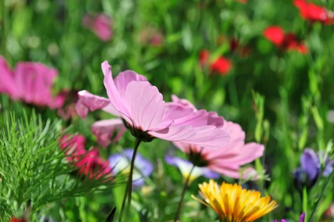 Cosmea bipinnata, Schwaebisch Gmuend, Baden-Wuerttemberg, Germany, Europe, Pink flowers in the