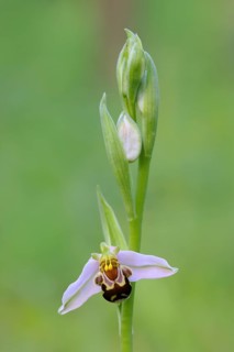 Bee orchid (Ophrys apivera), close-up of the flower tendril, macro, nature photography, Mackenberg