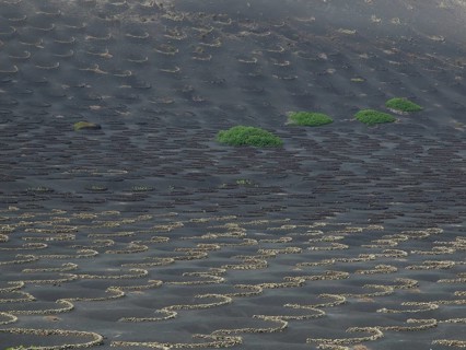 Volcanic landscape with black earth and scattered vegetation in the form of green plants, Lanzarote