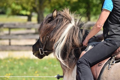 Close-up of a ridden Icelandic horse with equipment and typical long hair