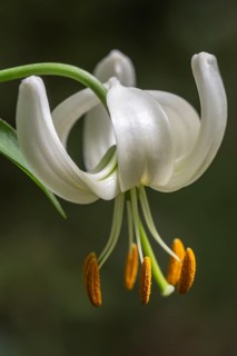 Martagon lily (Lilium martagon), Emsland, Lower Saxony, Germany, Europe