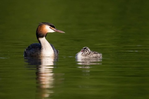 Great crested grebe (Podiceps scalloped ribbonfish) and chicks swimming together on calm water,