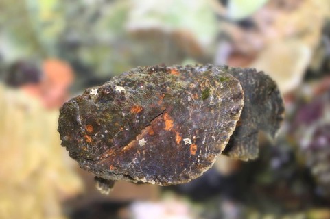 Close-up of a Stonefish (Synanceia verrucosa) in an aquarium
