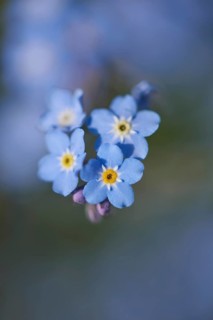 Close-up of wood forget-me-not (Myosotis sylvatica) blossoms in early summer
