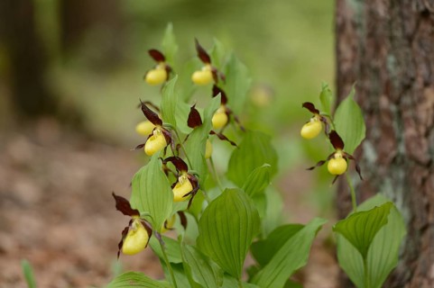 Close-up of lady's-slipper orchid (Cypripedium calceolus) blossoms in a forest in spring, Upper