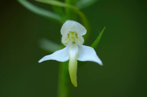 Platanthera chlorantha, commonly known as the Greater Butterfly-orchid
