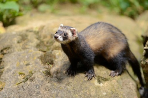 Ferret (Mustela putorius) stands on a rock, captive