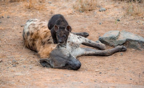 Spotted hyenas (Crocuta crocuta), adult female cuddling with young, lying down, Kruger National