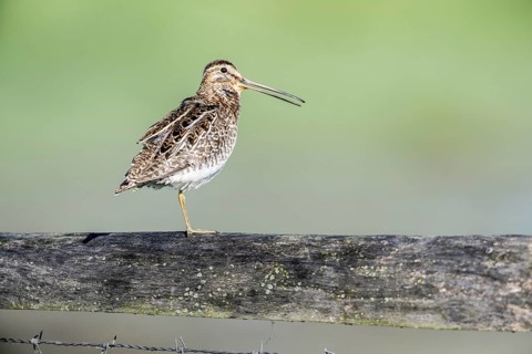 Common snipe (Gallinago gallinago) sitting on a pasture fence, Lower Saxony, Germany, Europe