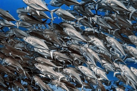 Jackfish, (Caranx sexfasciatus), Wakatobi Dive Resort, Sulawesi, Indonesia, Asia