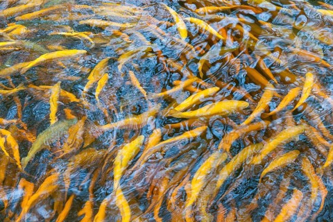 Golden trout in a fish farm, Viele, Baden-Wuerttemberg, Germany, Europe