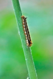 Caterpillar of the drinker moth (Euthrix potatoria), May, Saxony, Germany, Europe