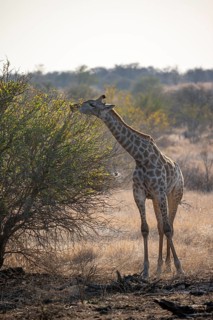 Southern giraffe (Giraffa giraffa giraffa), eating leaves of an acacia tree, African savannah,
