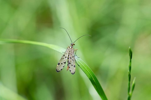 German Scorpion Fly (Panorpa germanica), on a blade of grass, Muensterland, Germany, Europe