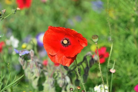 Poppy flower (Papaver rhoeas), flower meadow, Baden-Wuerttemberg, Germany, Europe, Red poppy flower