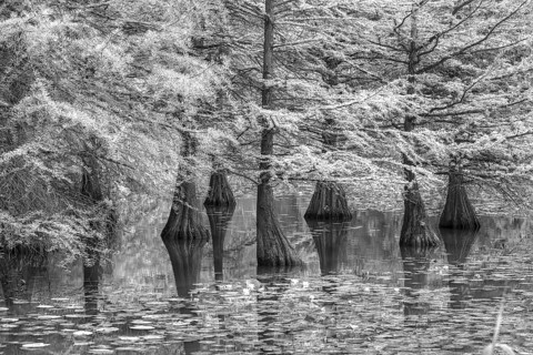 Bald cypresses (Taxodium distichum) in water, infrared, Dennenlohe Castle Park, Middle Franconia