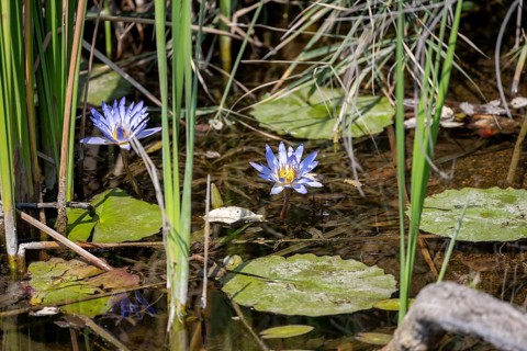Two flowers of a cape blue water lily (Nymphaea capensis) in a pond, Kruger National Park, South