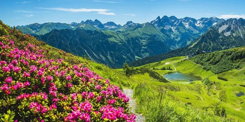 Alpine rose blossom, panorama from the Fellhorn over the Schlappoldsee and mountain station of the