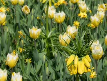 A garden full of yellow daffodils in bright sunlight on a clear spring day, lots of colourful