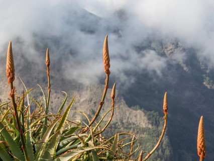 Aloe vera plants in the foreground, mountains in the background against a foggy sky and clouds,