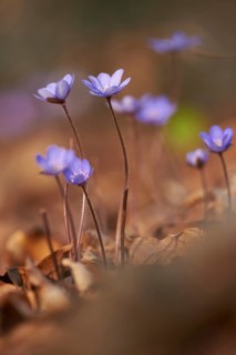 Common hepatica (Anemone hepatica) Blossoms in a forest, Bavaria, Germany, Europe