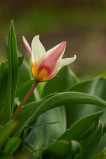 Close-up of a Turkestan tulip (Tulipa turkestanica) blossom in a garden in spring, Bavaria,