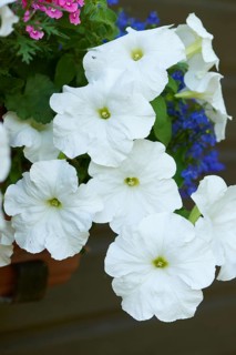 Close-up of Petunia (Petunia x hybrida) blossoms in a garden in late summer, Bavaria, Germany,