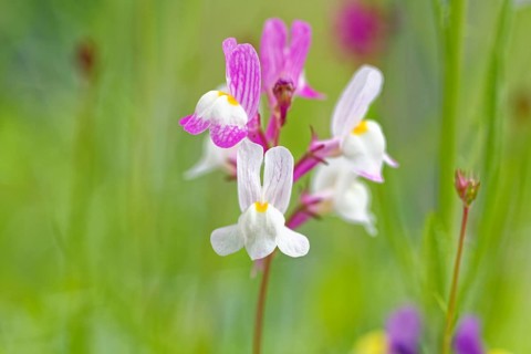 Delicate pink-white flowers in close-up against a green background, Moroccan toadflax (Linaria