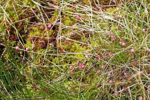Small cranberry (Vaccinium oxycoccos), many flowers on peat moss, bog, Harz National Park, Germany,