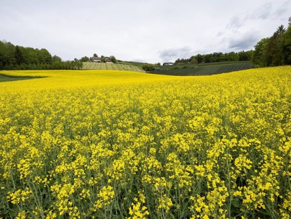 Rape field in bloom, near Riegersburg, Styria, Austria, Europe