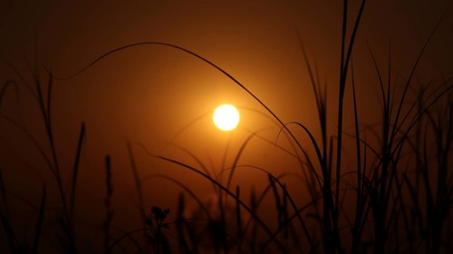 A serene sunset with the sun setting behind grass silhouettes, casting an orange glow and creating