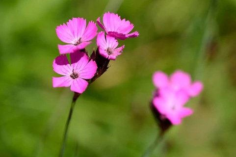 Close-up of sticky catchfly (Silene viscaria) blossom in a meadow in spring